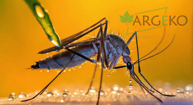 zehirli sivrisinek aedes aegypti