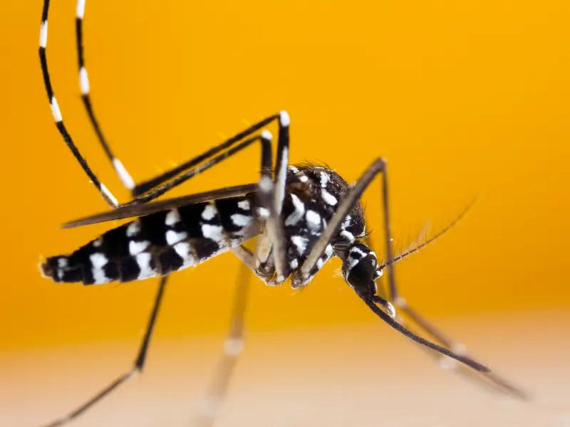 Siyah beyaz çizgili bacaklara ve parlak gövdeye sahip Aedes albopictus ergin birey – Asya Kaplan Sivrisineği'nin yetişkin formu