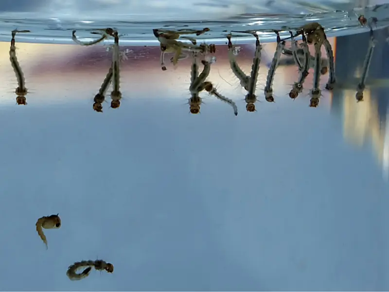 Saksı altlığı, eski lastik, plastik kap ve açık varillerde biriken durgun su – Aedes albopictus sivrisineğinin yaygın larva üreme alanları
